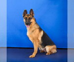 Small Photo #2 German Shepherd Dog Puppy For Sale in Pasadena, CA, USA