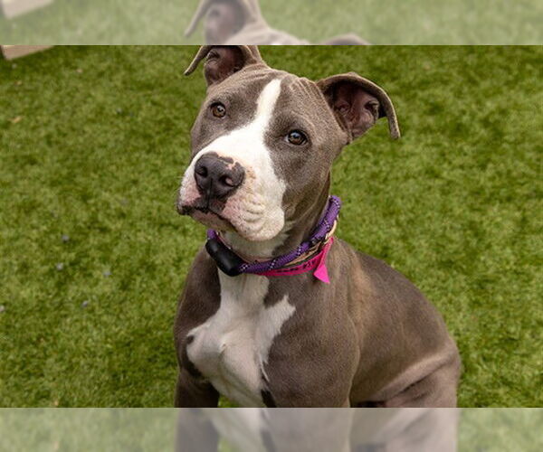 Medium Photo #1 Mutt Puppy For Sale in Moreno Valley, CA, USA