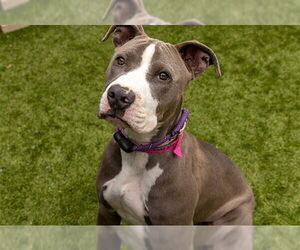 Mutt Dogs for adoption in Moreno Valley, CA, USA