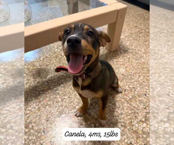 Medium Photo #2 Mutt Puppy For Sale in NYC, NY, USA