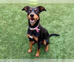 Small Doberman Pinscher Mix