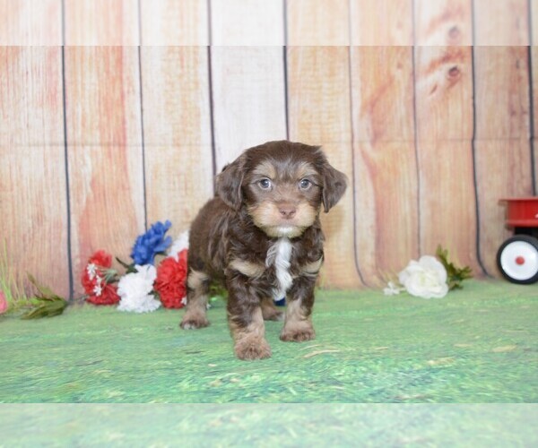 Medium Photo #3 Poovanese Puppy For Sale in LAKE BENTON, MN, USA