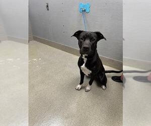 Mutt Dogs for adoption in Las Vegas, NV, USA