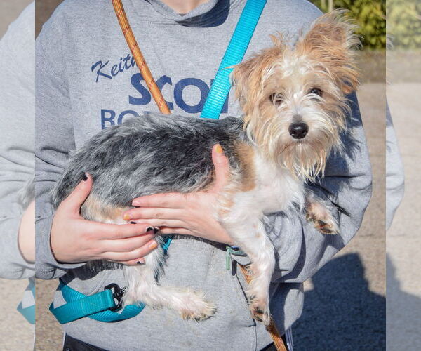 Medium Photo #2 Mutt Puppy For Sale in Huntley, IL, USA