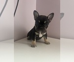 Puppy Blue Collar French Bulldog