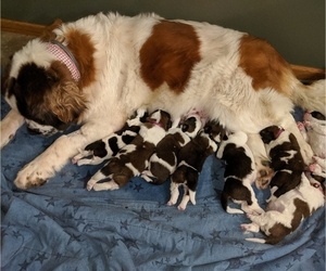 Mother of the Saint Bernard puppies born on 10/14/2019