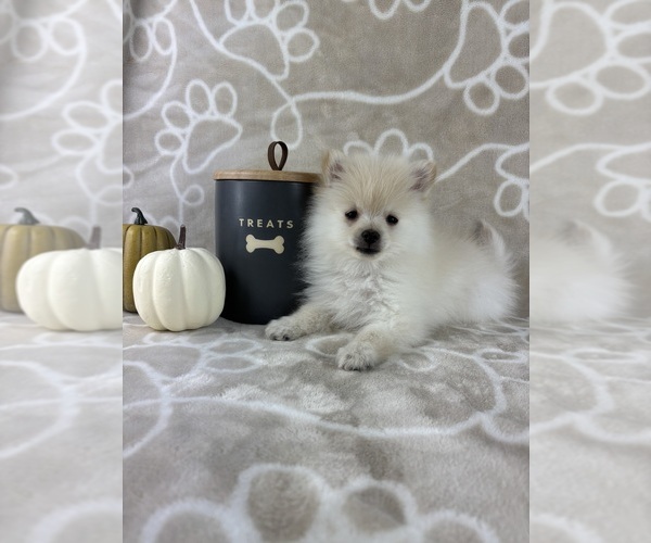 Medium Photo #7 Pomeranian Puppy For Sale in INDIANAPOLIS, IN, USA