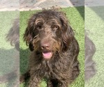 Small Photo #1 Labradoodle Puppy For Sale in THE VILLAGES, FL, USA