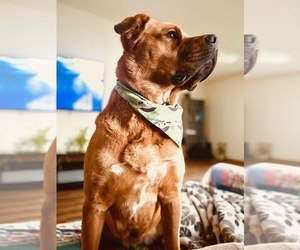 Mother of the Anatolian Mastiff-Cane Corso Mix puppies born on 11/19/2025