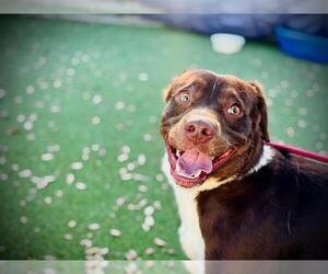 Border Collie-Unknown Mix Dogs for adoption in Orlando, FL, USA