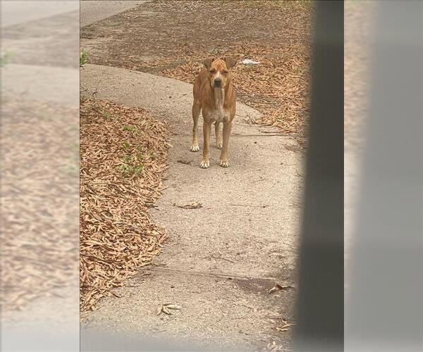 Medium Photo #1 Mutt Puppy For Sale in Conroe, TX, USA