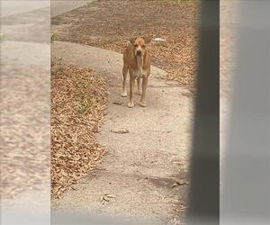 Mutt Dogs for adoption in Conroe, TX, USA