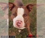 Small #2 American Pit Bull Terrier Mix