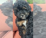Small #2 Poodle (Toy)