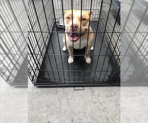 American Pit Bull Terrier-Unknown Mix Dogs for adoption in Las Vegas, NV, USA