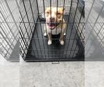 Small American Pit Bull Terrier Mix