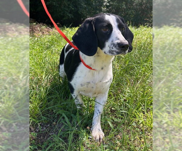 Medium Photo #1 Bagle Hound Puppy For Sale in Wetumpka, AL, USA