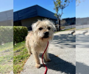 Chewy *Courtesy Post* - Male Cairn Terrier-Wheaten Terrier Mix Dog for Adoption - Photo #4