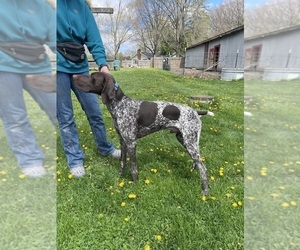 Father of the German Shorthaired Pointer puppies born on 04/18/2025