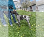 Small Photo #1 German Shorthaired Pointer Puppy For Sale in AVILLA, IN, USA