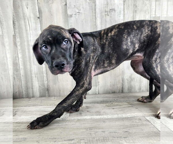 Medium Photo #1 Catahoula Leopard Dog-Plott Hound Mix Puppy For Sale in columbia, SC, USA