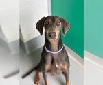 Small Doberman Pinscher Mix
