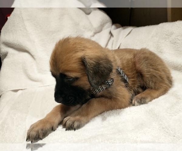 Medium Photo #2 Daniff Puppy For Sale in MARSHALL, AR, USA