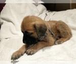 Small #1 Daniff