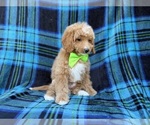 Small #4 Cavapoo (Miniature)