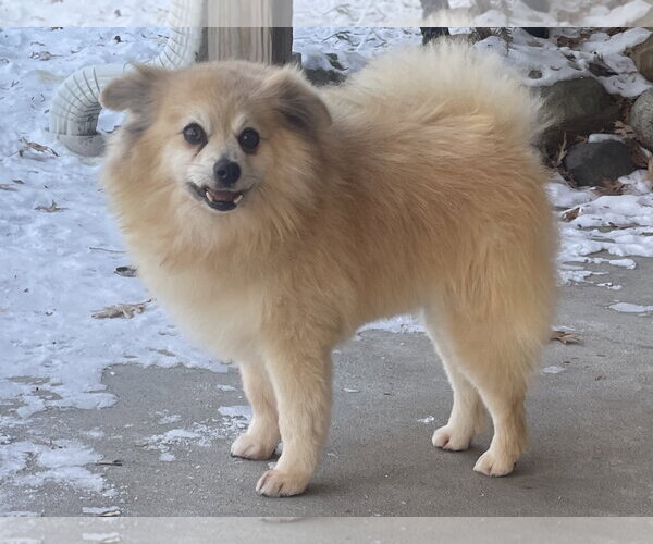 Medium Photo #6 Pomeranian Puppy For Sale in St. Louis Park, MN, USA