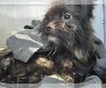 Small Papillon Mix