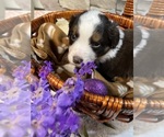 Small Photo #7 Miniature Australian Shepherd Puppy For Sale in WILLIS, VA, USA