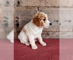 Small #4 Goldendoodle (Miniature)