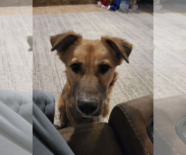 Medium Photo #2 Collie-Unknown Mix Puppy For Sale in Euless, TX, USA