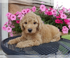 Miniature Labradoodle Puppy for sale in FREDERICKSBG, OH, USA