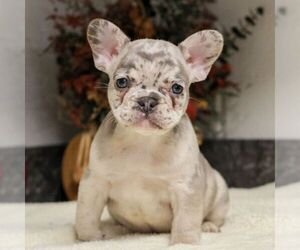 French Bulldog Puppy for sale in EAST EARL, PA, USA