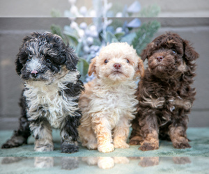Poodle (Miniature) Litter for sale in QUARRYVILLE, PA, USA