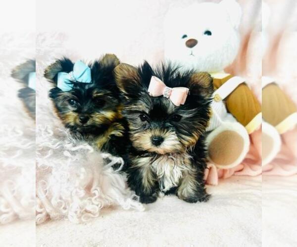 Medium Photo #3 Yorkshire Terrier Puppy For Sale in TAMPA, FL, USA