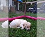 Small Photo #7 Labrador Retriever Puppy For Sale in PILOT, VA, USA