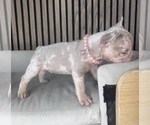 Small #7 French Bulldog