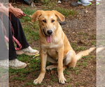 Small #15 Mutt