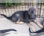 Small #3 German Shepherd Dog