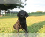 Small Photo #6 Labrador Retriever Puppy For Sale in SARCOXIE, MO, USA
