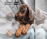 Small #2 Doberman Pinscher