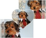 Small Photo #7 Yorkshire Terrier Puppy For Sale in SACRAMENTO, CA, USA