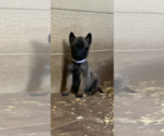 Small Photo #8 Belgian Malinois Puppy For Sale in PALMHURST, TX, USA