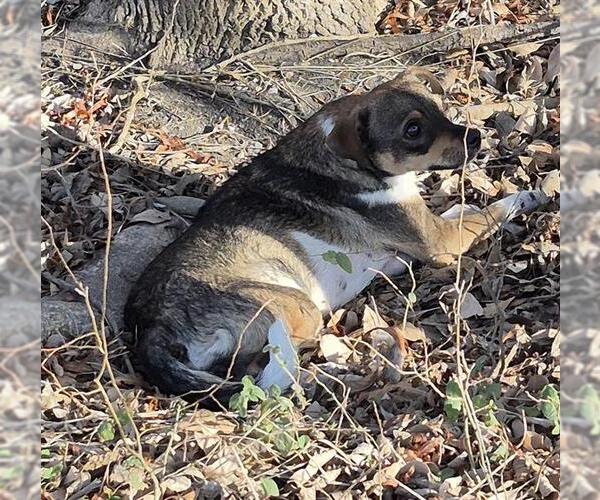 Medium Photo #1 Chihuahua-Unknown Mix Puppy For Sale in San Antonio, TX, USA
