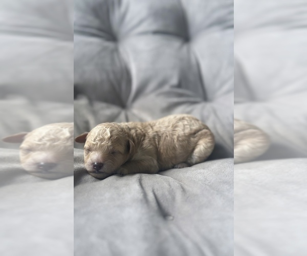 Medium Photo #7 Poodle (Toy) Puppy For Sale in BRONX, NY, USA