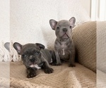 Small Photo #11 French Bulldog Puppy For Sale in HUDSONVILLE, MI, USA