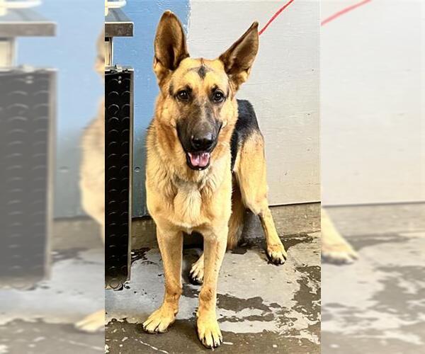 Medium Photo #1 German Shepherd Dog Puppy For Sale in Camarillo, CA, USA